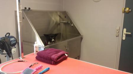 coupe toutou (Toilettage canin) , 70m² - A VENDRE - Coupe toutou,  Evreux (27000)